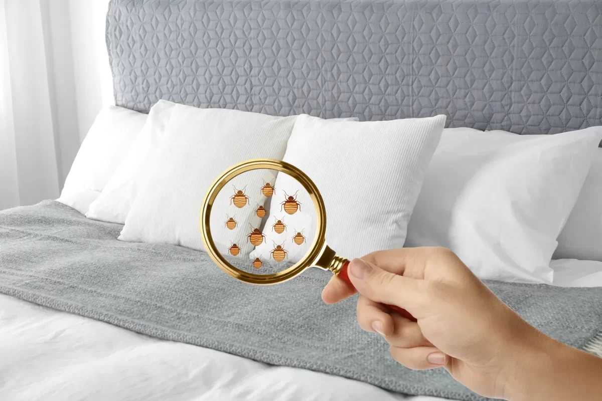 Bed Bug | Bed Bug Texas Termite & Pest Control