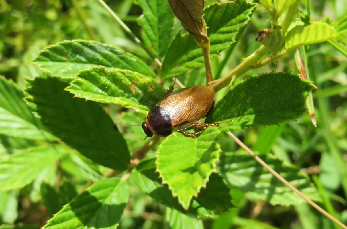 Cockroach | Bed Bug Texas Termite & Pest Control