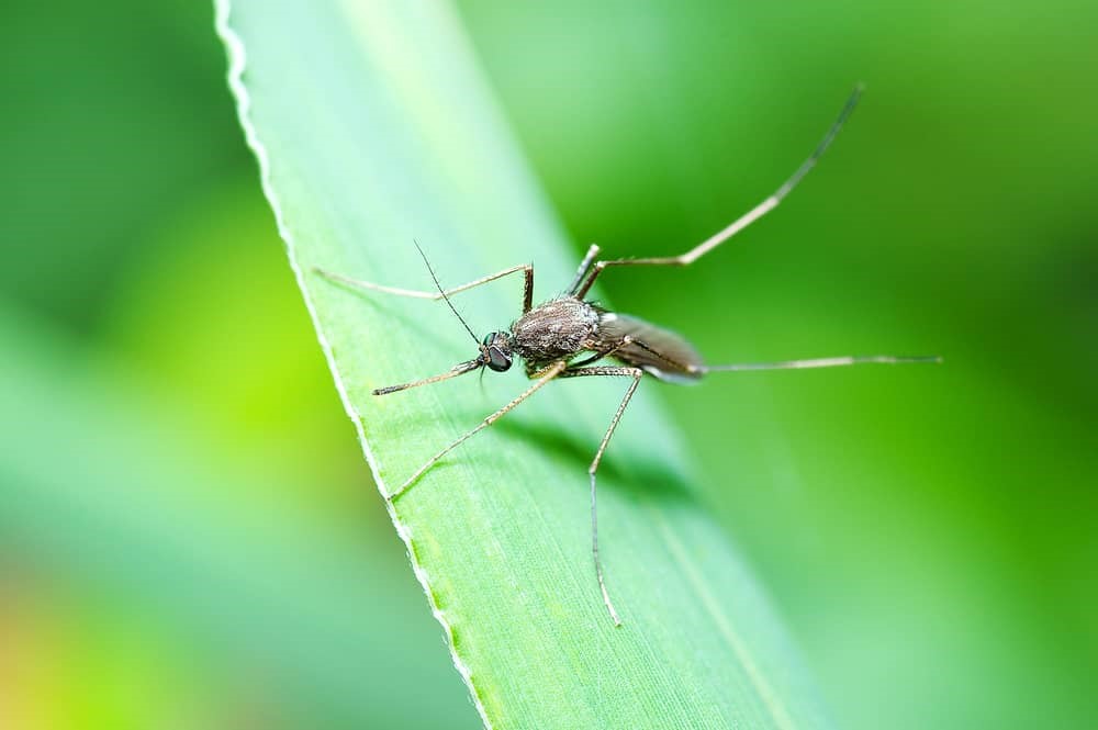 Mosquitoes | Bed Bug Texas Termite & Pest Control