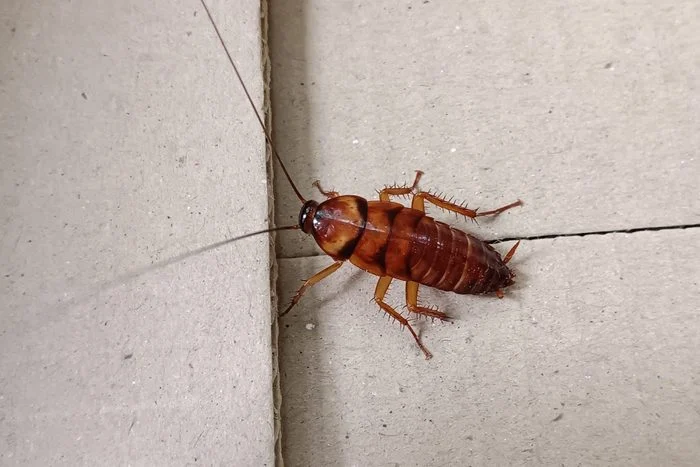 Cockroach | Bed Bug Texas Termite & Pest Control