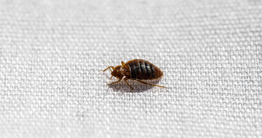 Bed Bug | Bed Bug Texas Termite & Pest Control