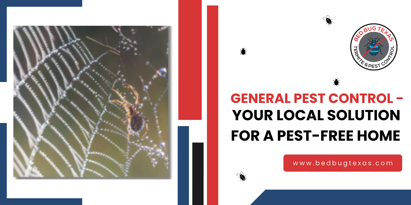 - Bed Bug Texas