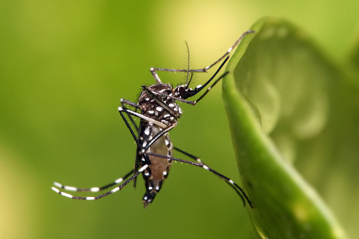 Mosquitoes | Bed Bug Texas Termite & Pest Control