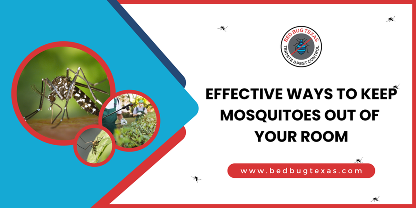 - Bed Bug Texas