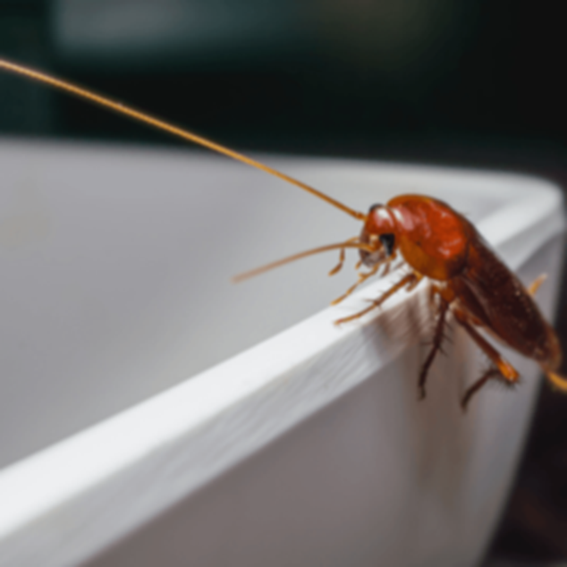Cockroach | Bed Bug Texas Termite & Pest Control