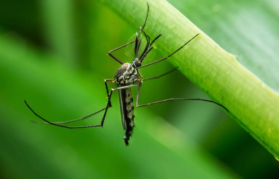 Mosquitoes | Bed Bug Texas Termite & Pest Control