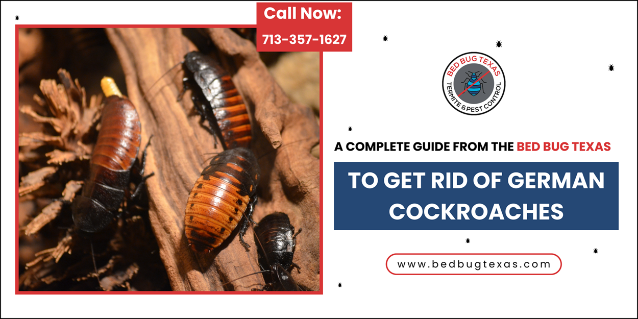 - Bed Bug Texas