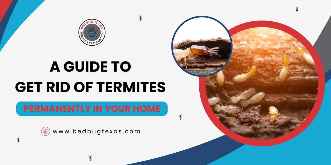 - Bed Bug Texas