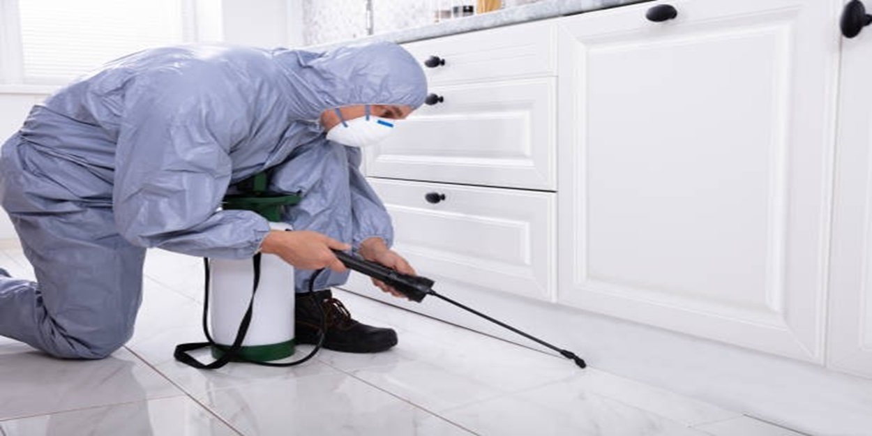 - Bed Bug Texas