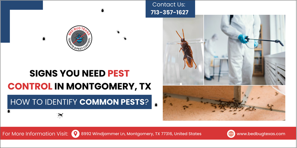- Bed Bug Texas