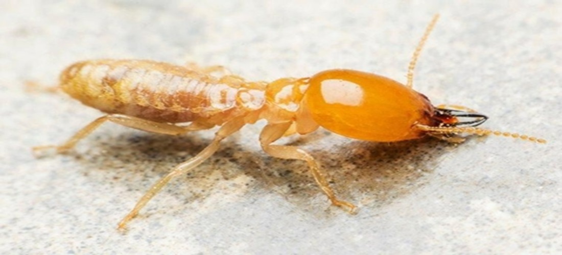 Understanding Termite Colonies For Effective Control