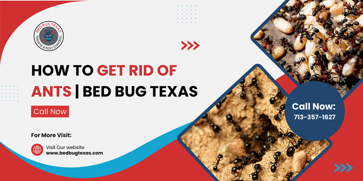 - Bed Bug Texas