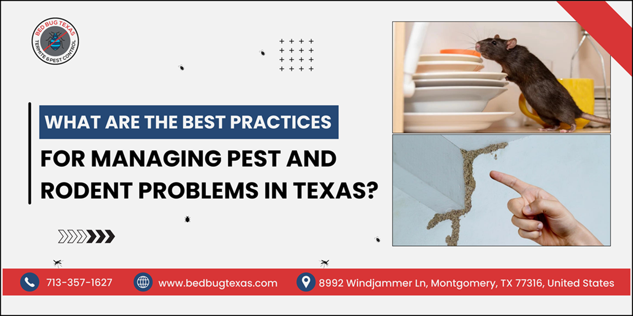 - Bed Bug Texas