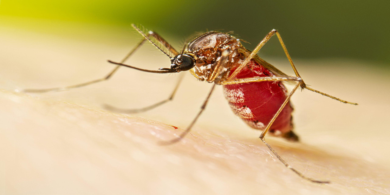 Mosquitoes | Bed Bug Texas Termite & Pest Control