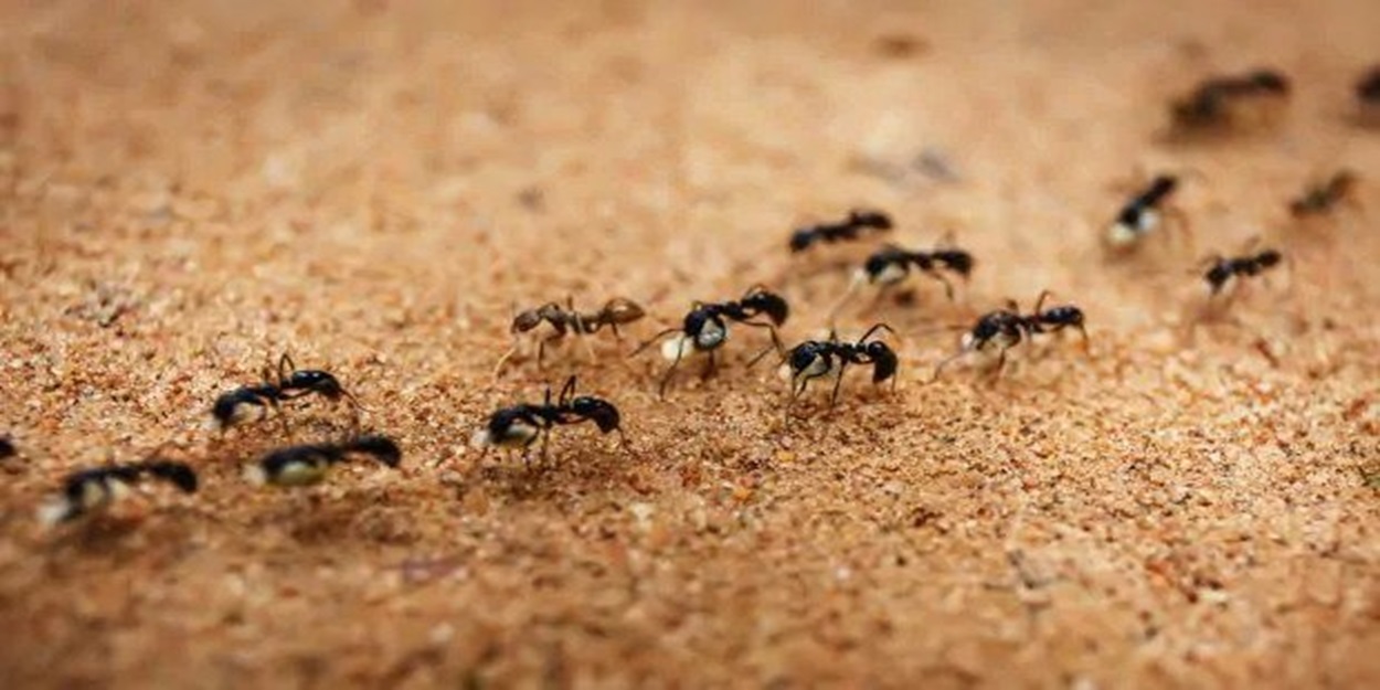 Ants | Bed Bug Texas Termite & Pest Control