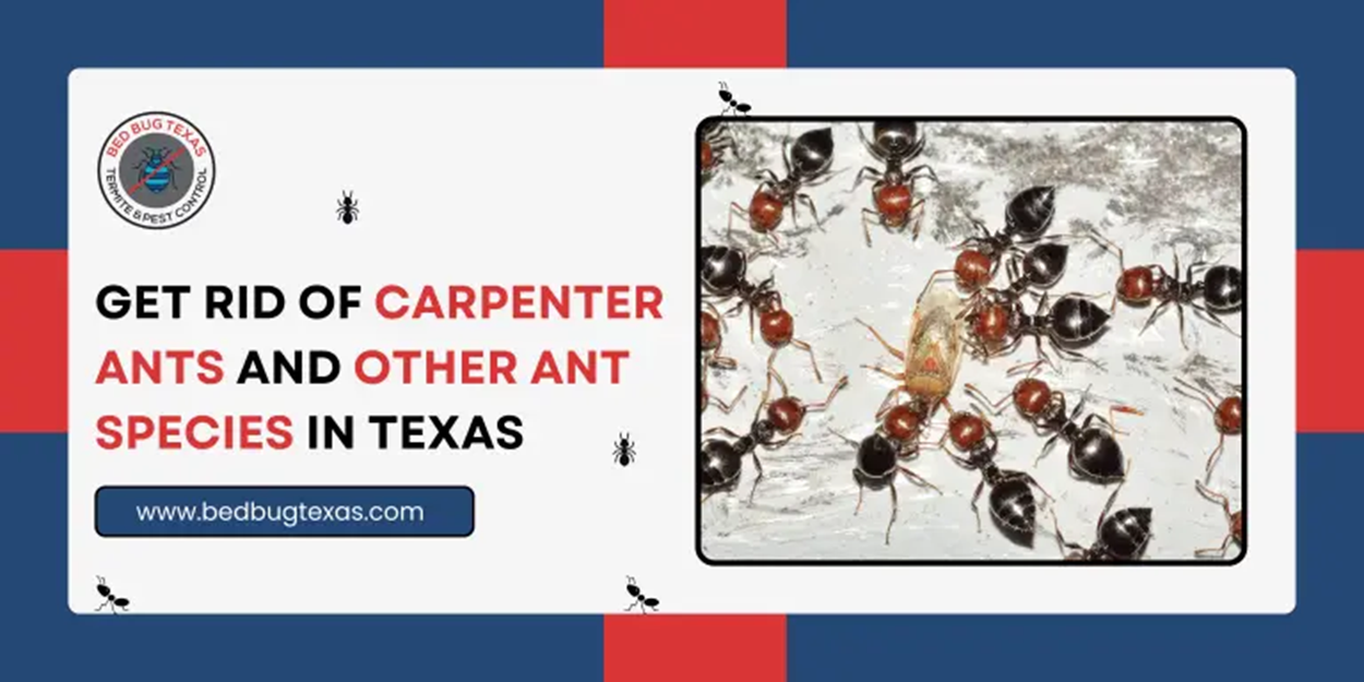 - Bed Bug Texas