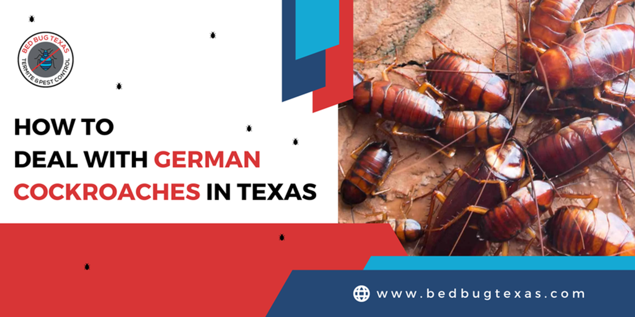 - Bed Bug Texas