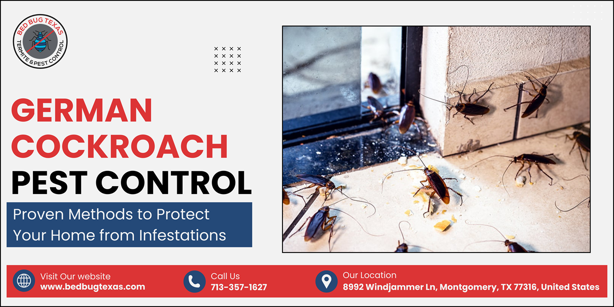 - Bed Bug Texas