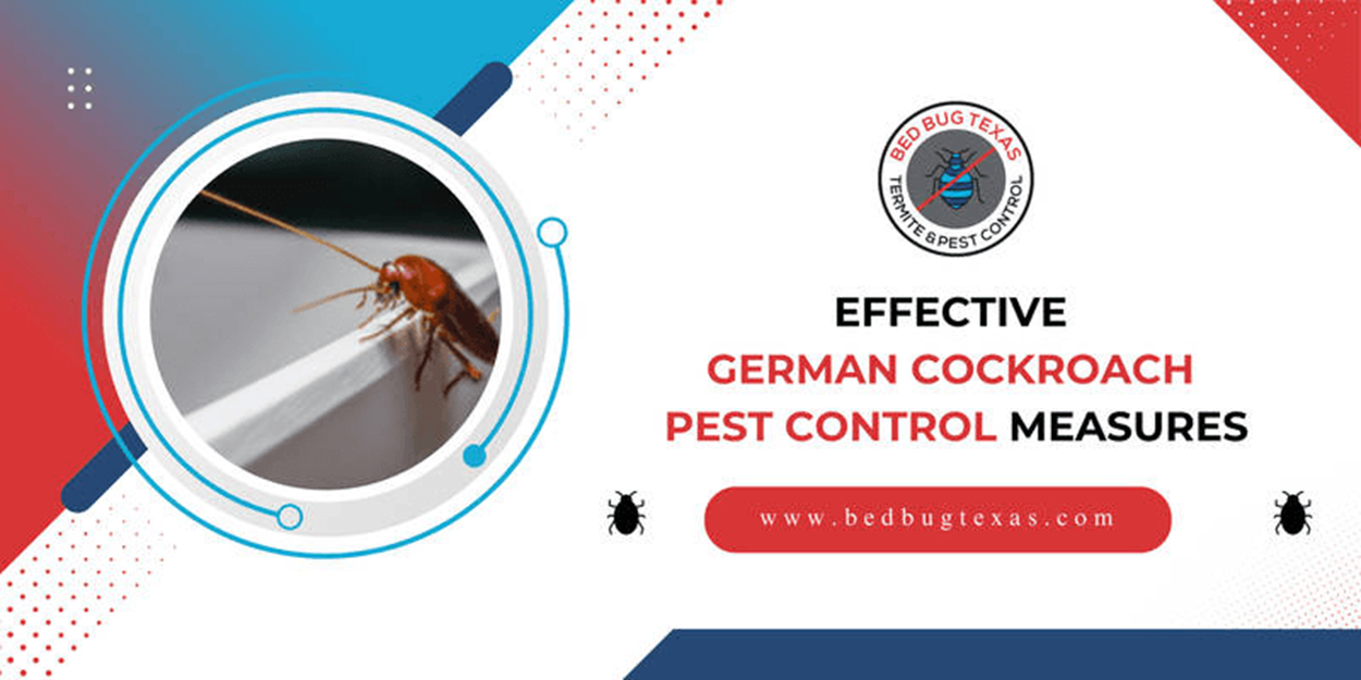 - Bed Bug Texas
