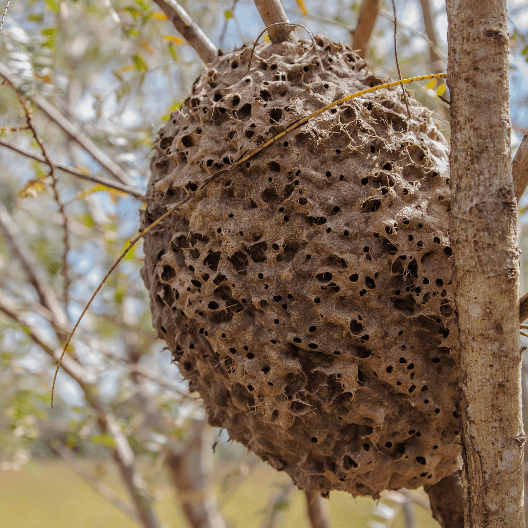 Ant Exterminator Texas 10 Ant Nests | Bed Bug Texas Termite & Pest Control