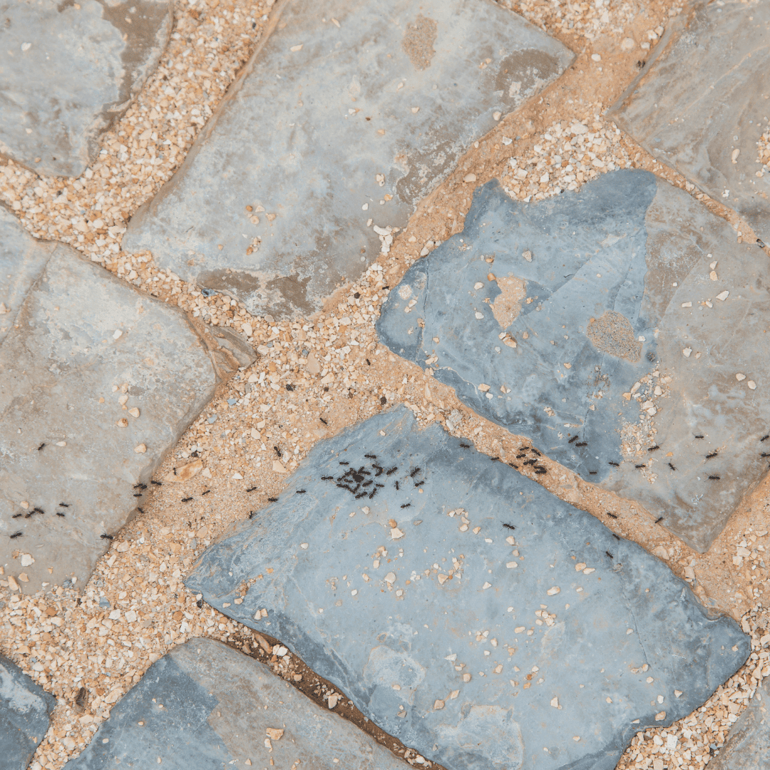 Ant Exterminator Texas 7 Ant Trails | Bed Bug Texas Termite & Pest Control