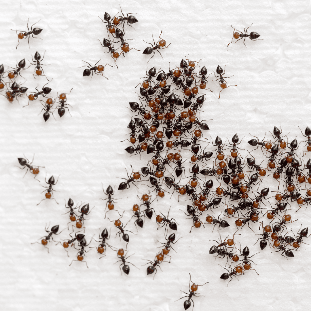 General Pest Control Texas 7 Ants | Bed Bug Texas Termite & Pest Control