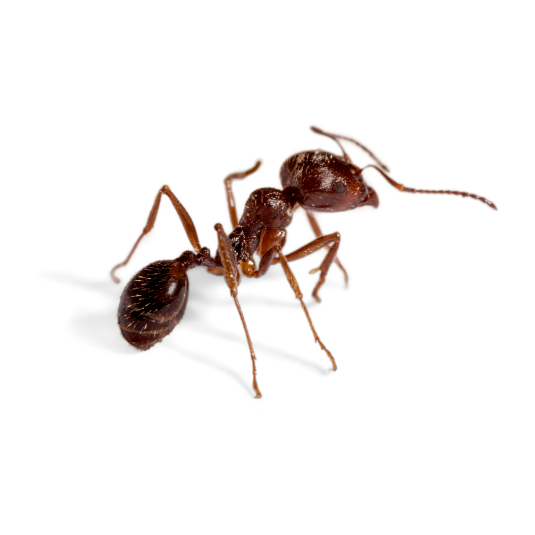 Ant Exterminator Texas 3 Ants | Bed Bug Texas Termite & Pest Control