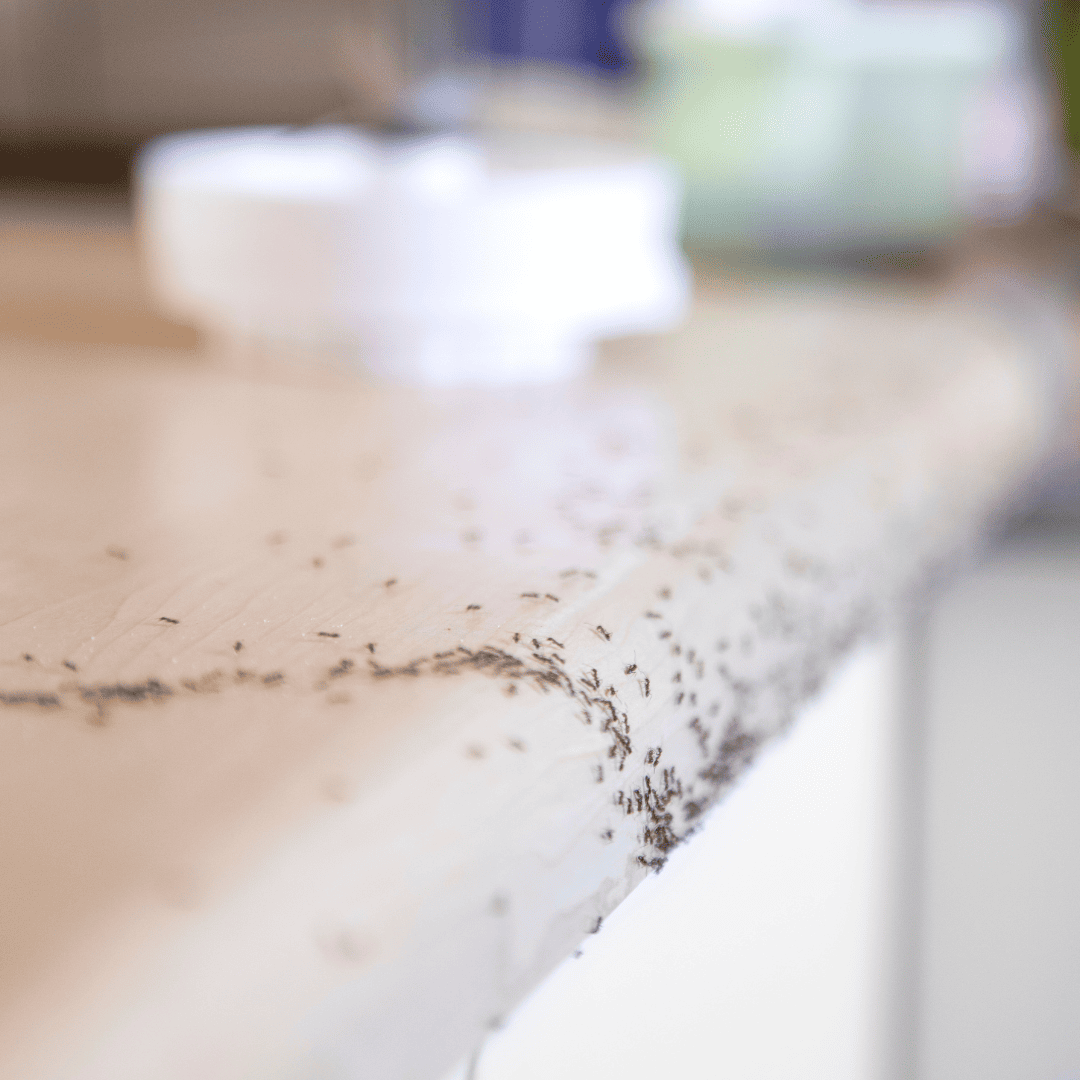 Ant Exterminator Texas 8 Ants in the Kitchen | Bed Bug Texas Termite & Pest Control