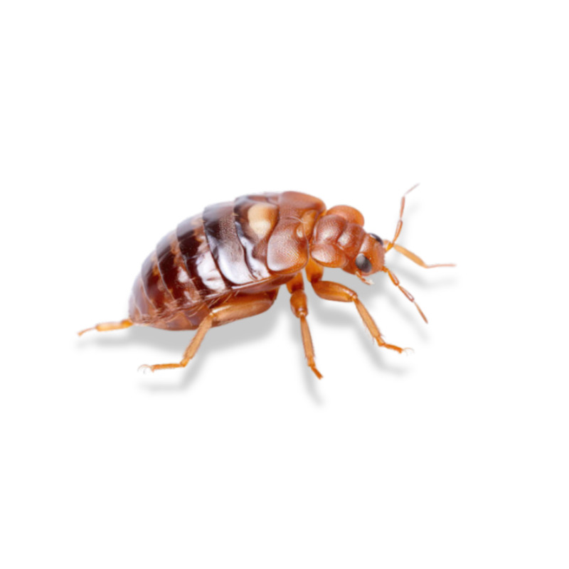 Bed Bug Heat Treatment 3 Bed Bug | Bed Bug Texas Termite & Pest Control