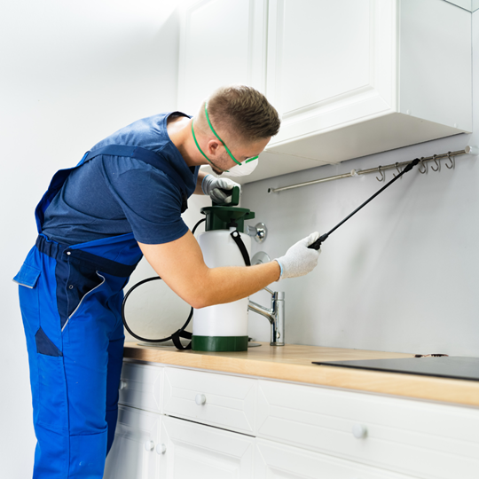 Spring 4 Pest Control Treatments | Bed Bug Texas Termite & Pest Control