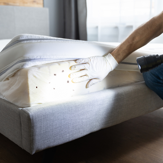 Spring 15 Bed Bug Treatment | Bed Bug Texas Termite & Pest Control