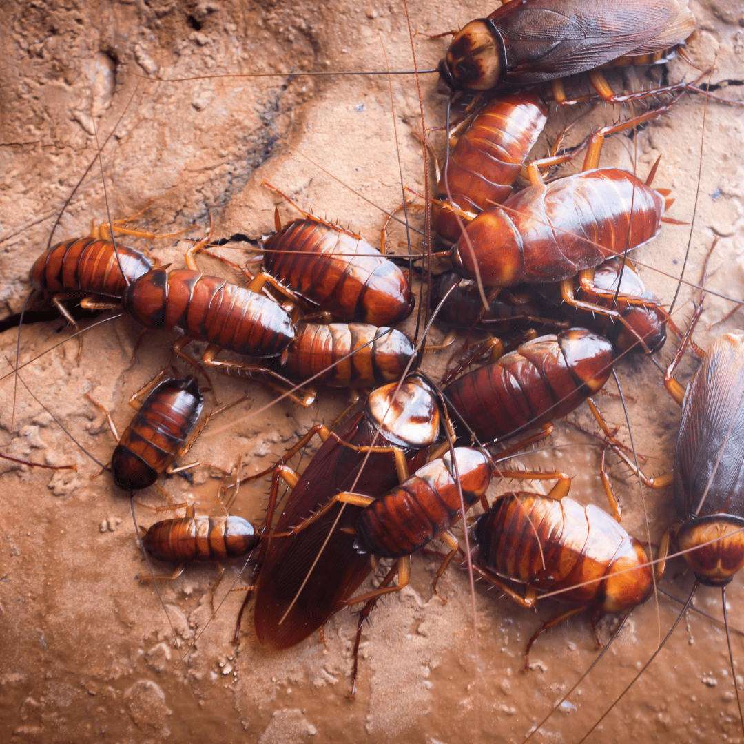 General Pest Control Texas 8 Cockroaches | Bed Bug Texas Termite & Pest Control