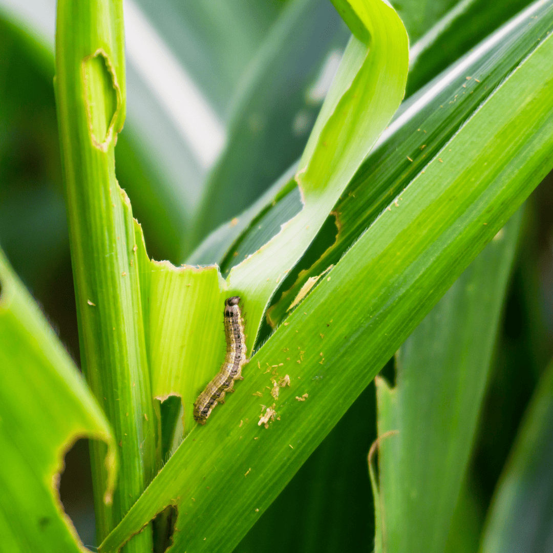 Yard Pests Control 7 Damaged Plants | Bed Bug Texas Termite & Pest Control