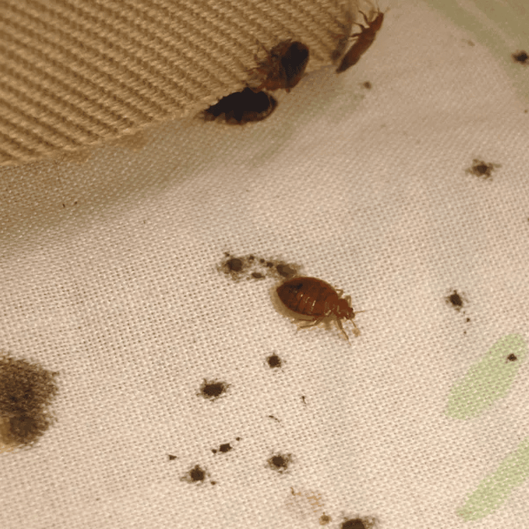 Bed Bug | Bed Bug Texas Termite & Pest Control