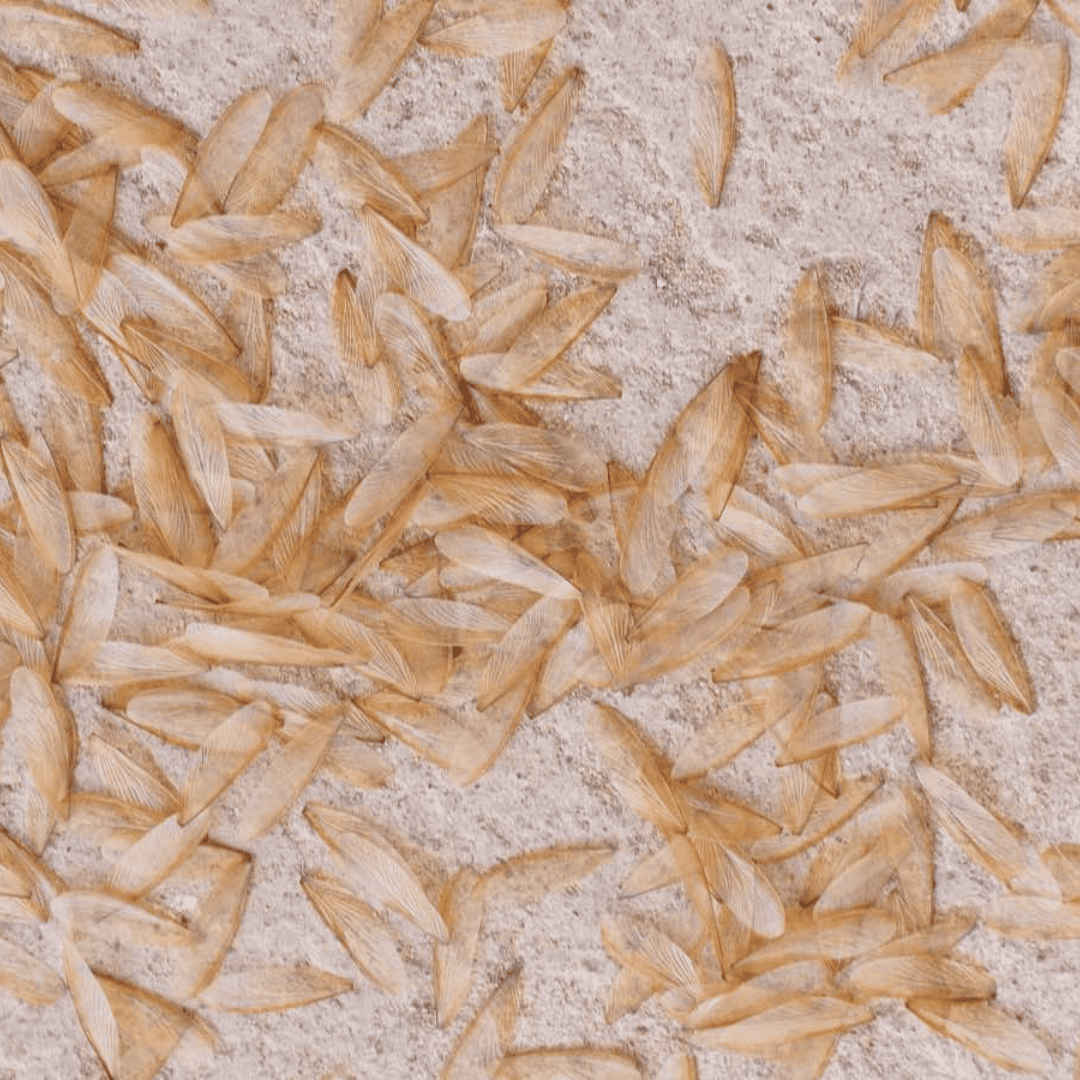 Termite Exterminator 10 Discarded Wings | Bed Bug Texas Termite & Pest Control