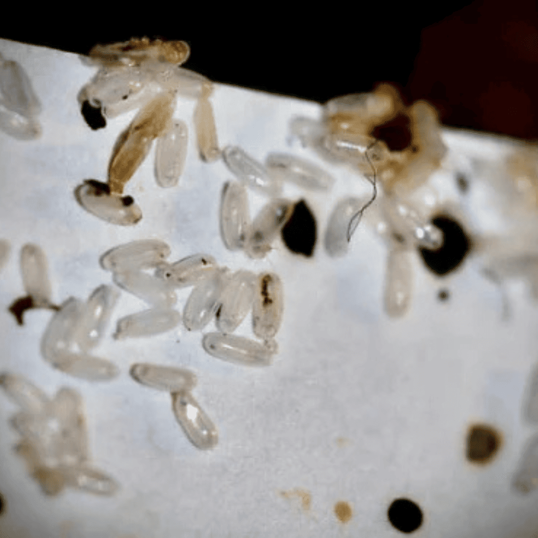 Eggs Shells | Bed Bug Texas Termite & Pest Control