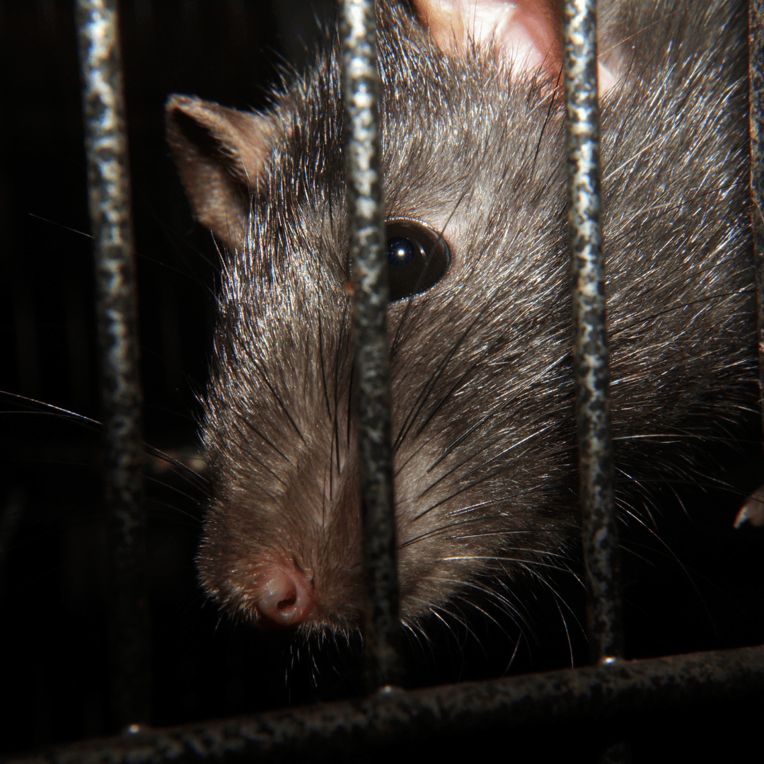 Rodent Exterminator 15 Rat | Bed Bug Texas Termite & Pest Control