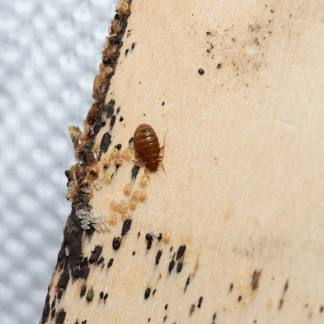Bed Bug Heat Treatment 9 Bed Bug | Bed Bug Texas Termite & Pest Control