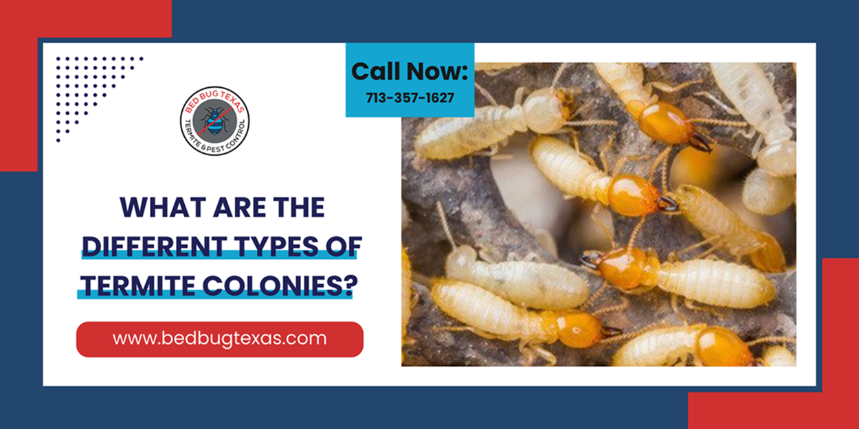 - Bed Bug Texas