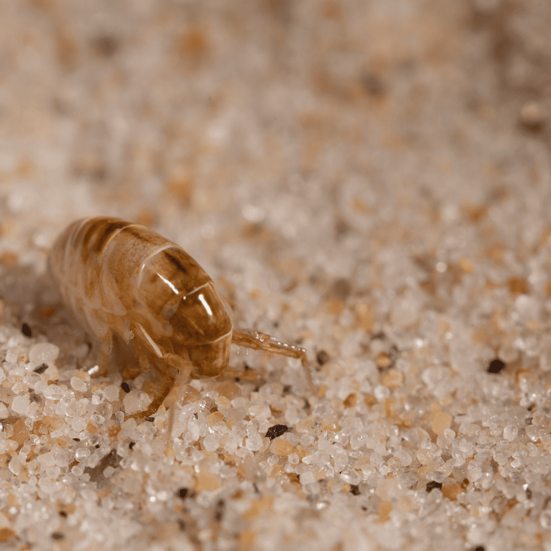 General Pest Control Texas 12 Fleas | Bed Bug Texas Termite & Pest Control