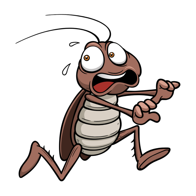 Bed Bug | Bed Bug Texas Termite & Pest Control
