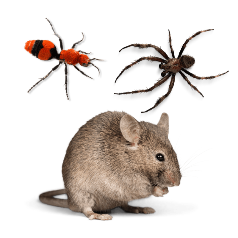 General Pest Control Texas 4 General Pest Control | Bed Bug Texas Termite & Pest Control