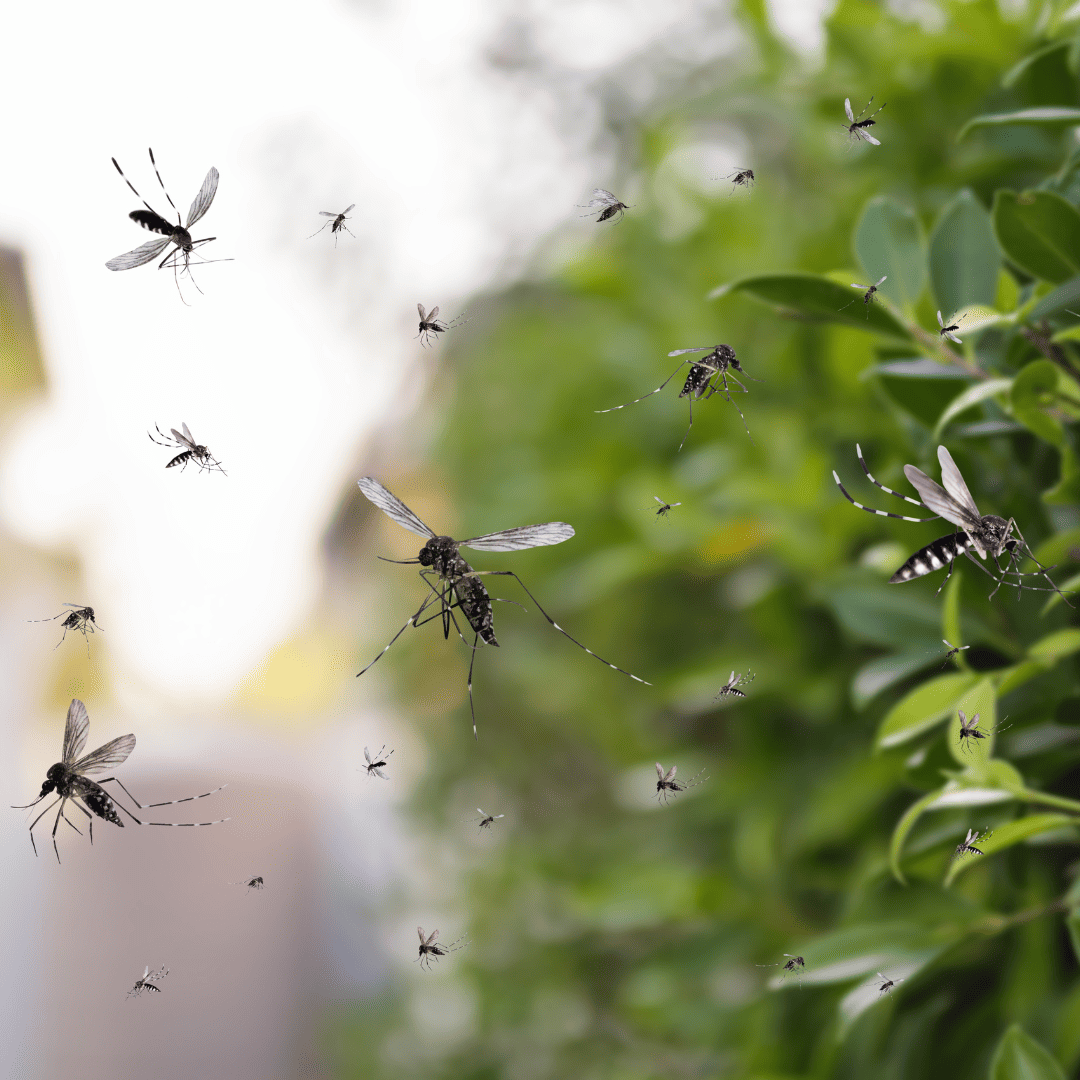 Mosquito | Bed Bug Texas Termite & Pest Control