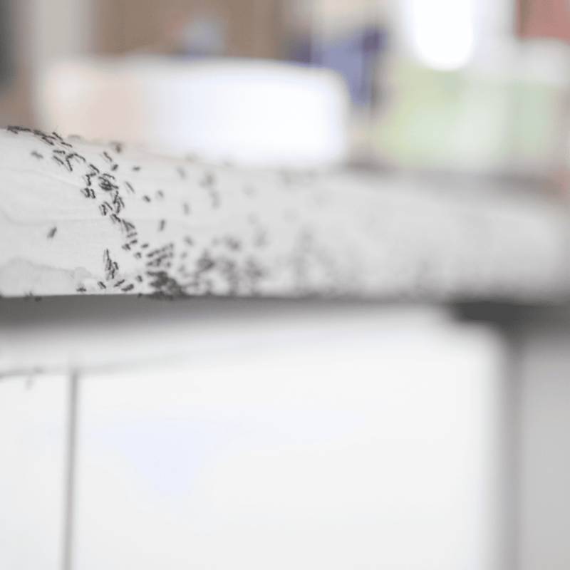 Ant Exterminator Texas 5 Ants in the Kitchen | Bed Bug Texas Termite & Pest Control
