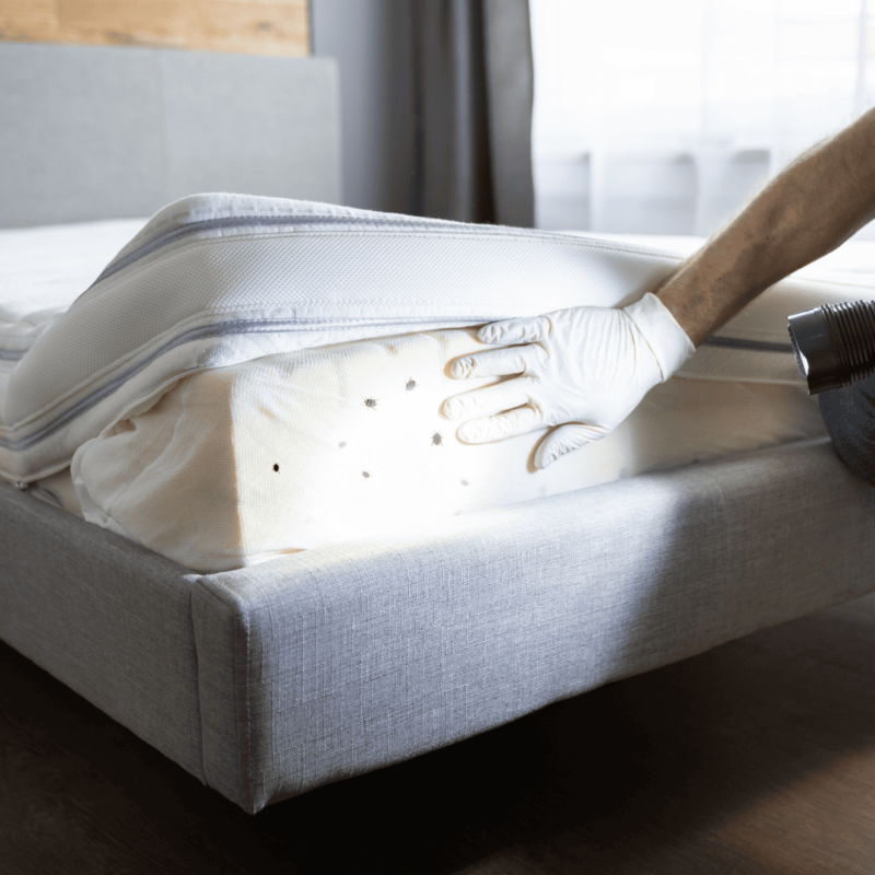 Bed Bug Extermination | Bed Bug Texas Termite & Pest Control