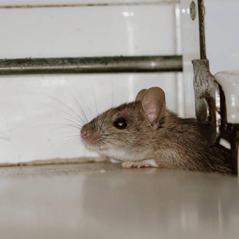 Rodent Exterminator 5 Rat | Bed Bug Texas Termite & Pest Control