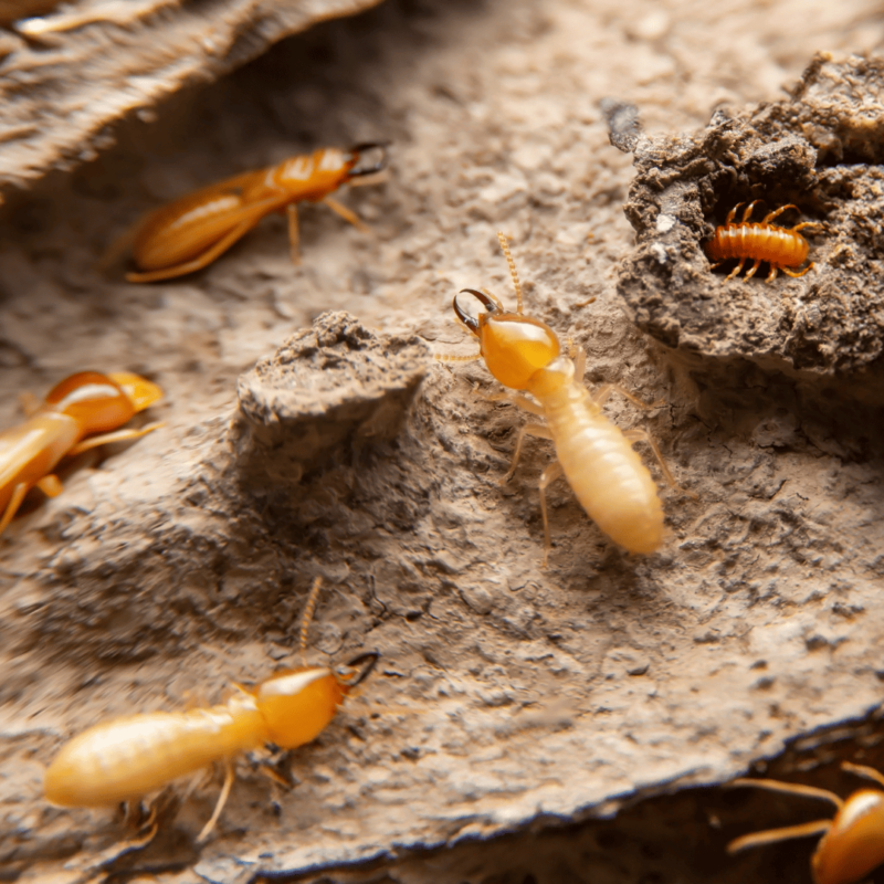Termite Exterminator 5 Termites | Bed Bug Texas Termite & Pest Control