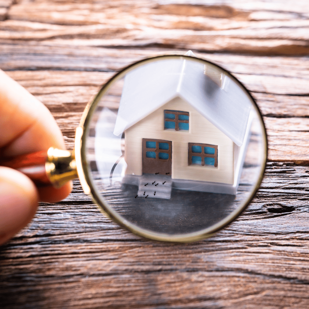 General Pest Control Texas 14 Inspection | Bed Bug Texas Termite & Pest Control