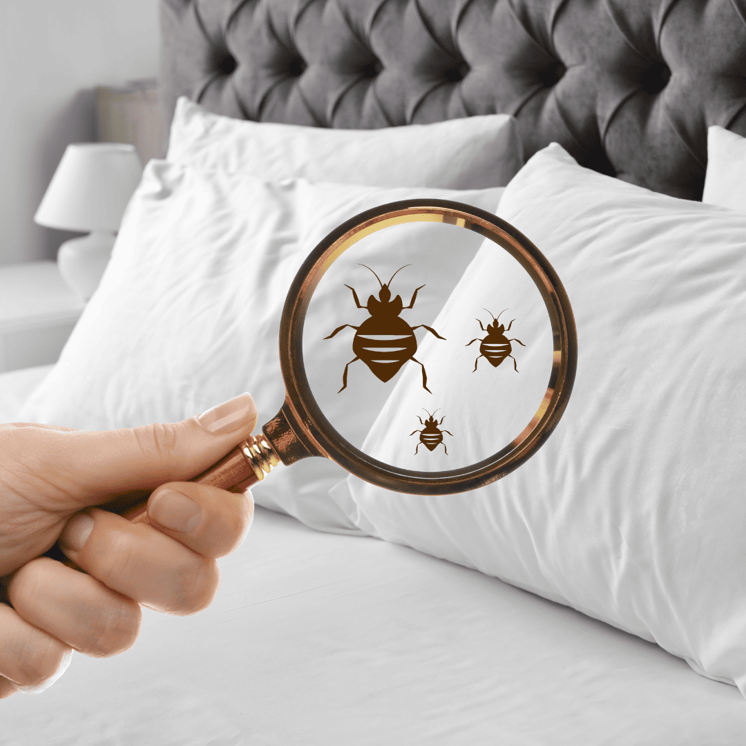 Inspection | Bed Bug Texas Termite & Pest Control