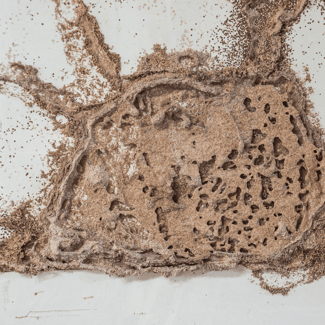 Termite Exterminator 7 Mud Tubes | Bed Bug Texas Termite & Pest Control